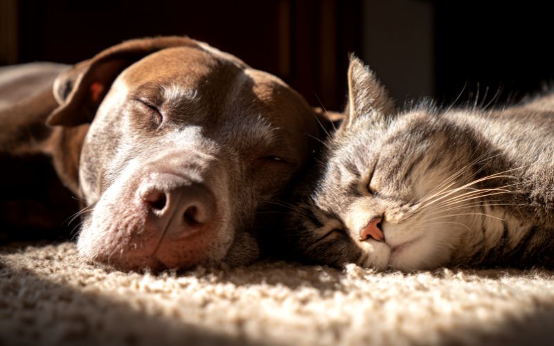 Cómo mantener tu hogar impecable si tienes mascotas: consejos prácticos para dueños felices