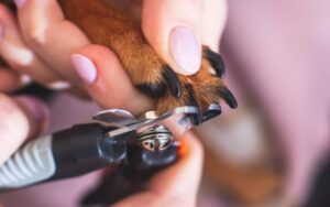 limpieza con mascotas